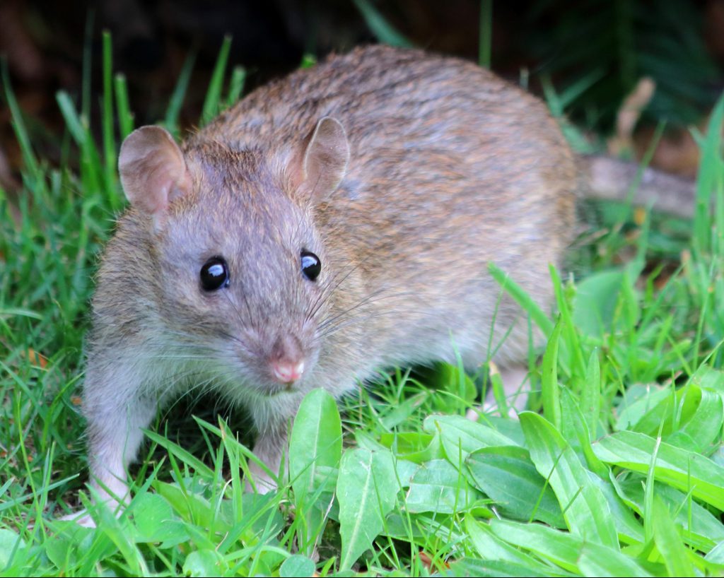 Regan dutje Scharnier Rat, muis en mol - Faunabeheereenheid Zuid-Holland