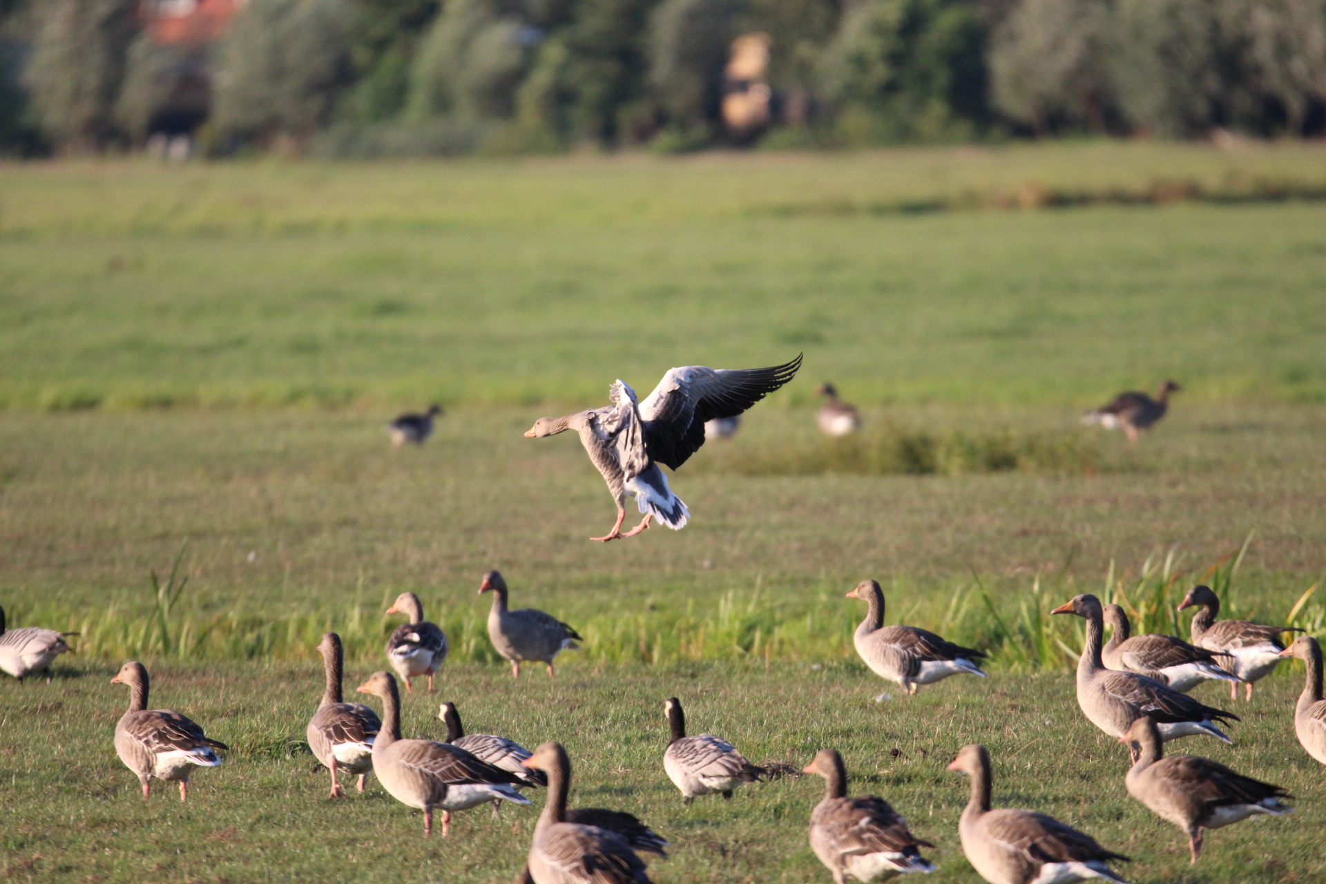 Featured image for “Beheer zomerganzen niet meer mogelijk”