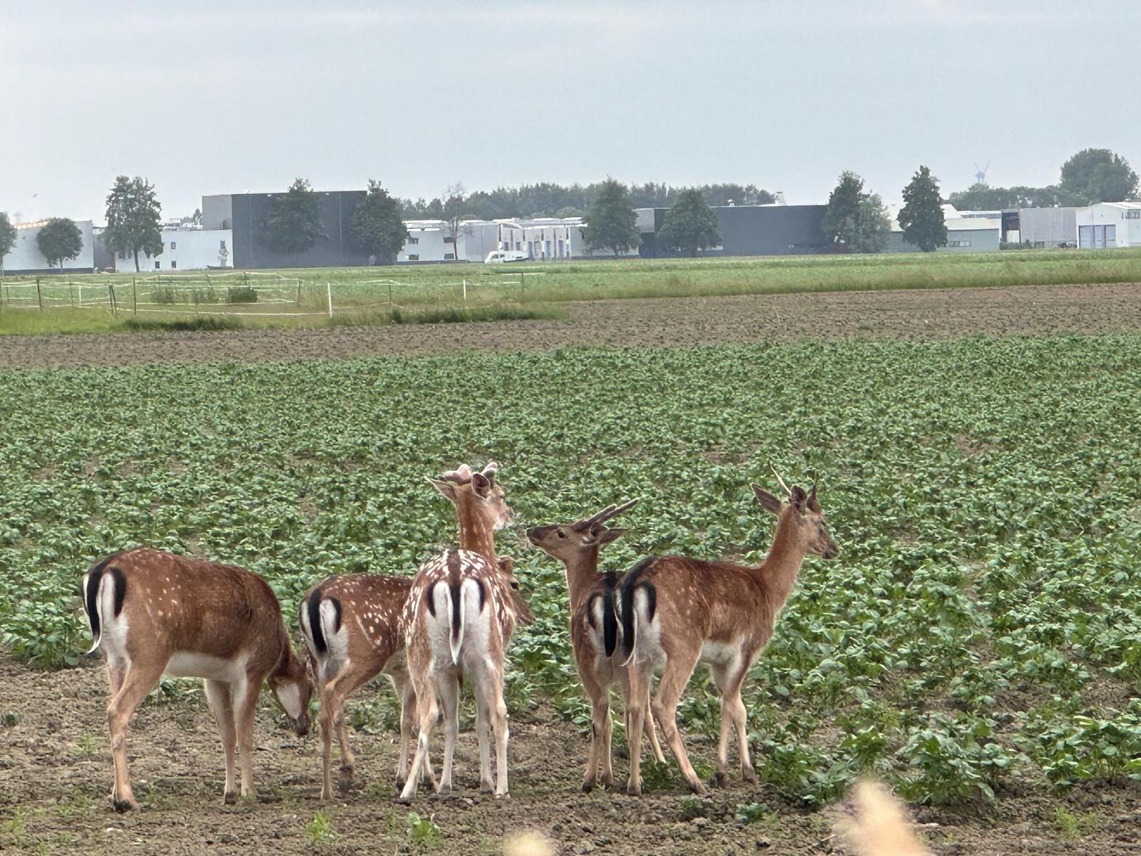 Damherten Hoeksche Waard